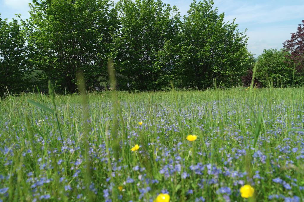 Blaumeise