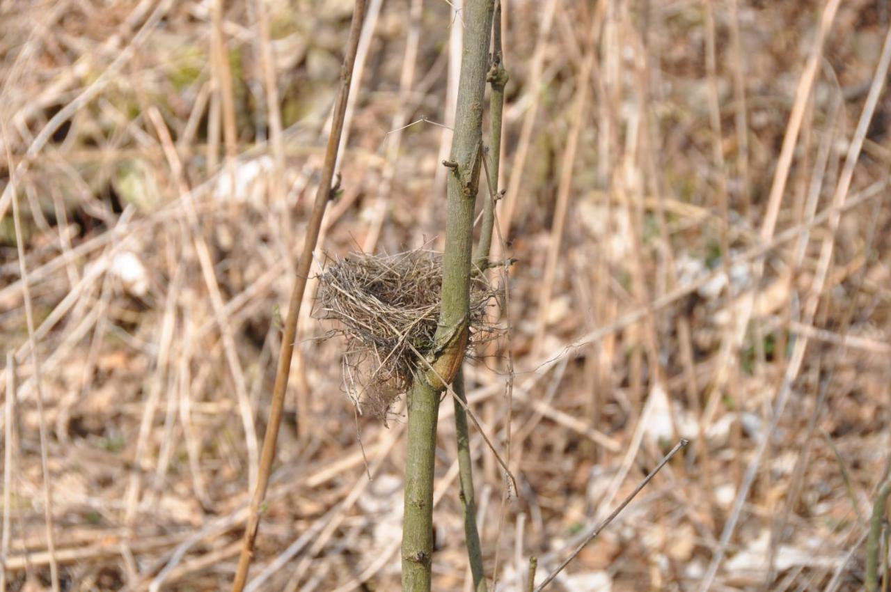 Blaumeise